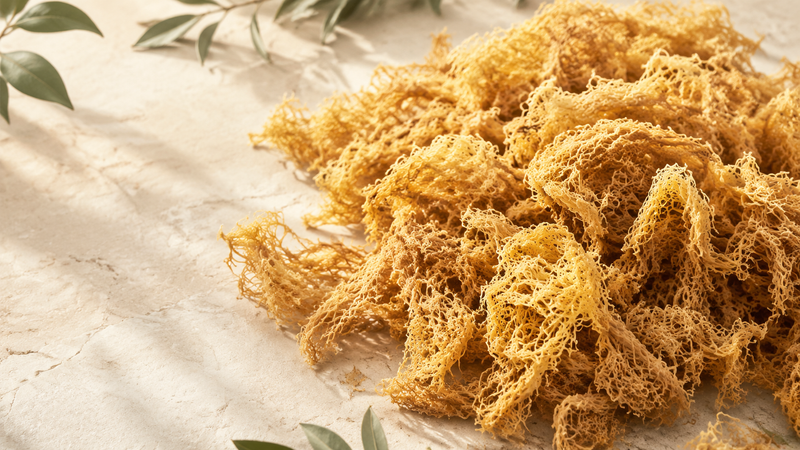 1 LB Raw Gold St Lucian Sea Moss